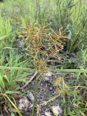 Cyperus esculentus