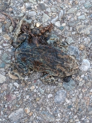 Bufotes viridis balearicus