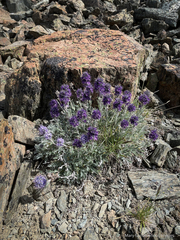 Phacelia sericea
