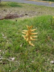 Sacoila lanceolata