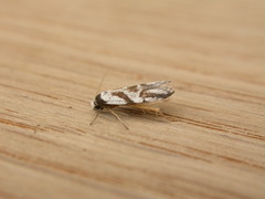 Oxythecta acceptella