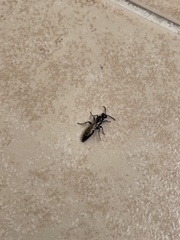 Polybia occidentalis