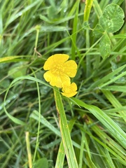Ranunculus