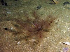 Neopentadactyla mixta