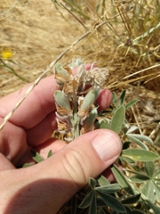 Lupinus formosus