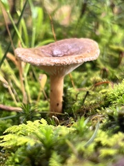 Lactifluus hygrophoroides