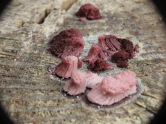 Stemonitis