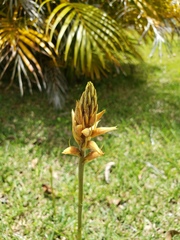 Sacoila lanceolata