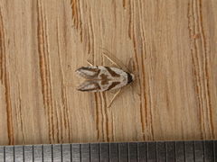 Oxythecta acceptella