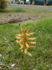 Sacoila lanceolata