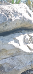 Pseudocordylus microlepidotus
