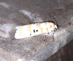 Cyana arama arama
