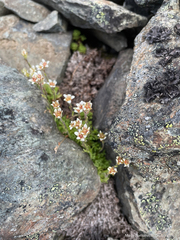 Saxifraga