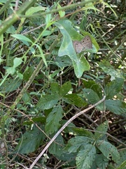 Hermeuptychia intricata