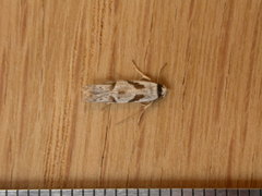 Oxythecta acceptella