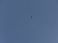 Hirundo rustica