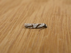 Oxythecta acceptella