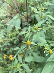Bidens