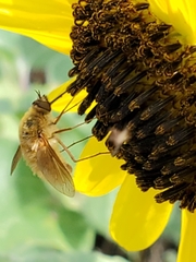 Sparnopolius confusus