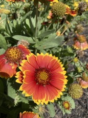 Gaillardia