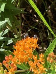 Megachile campanulae