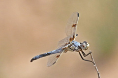 Libellula composita