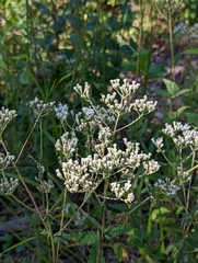 Eupatorium pilosum