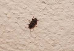 Tenebrionoidea