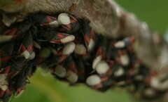 Oxycarenus lavaterae