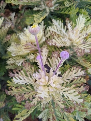 Euryops pectinatus