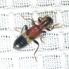 Cymatodera tricolor