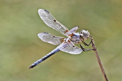 Libellula composita