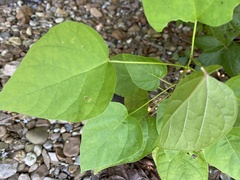 Catalpa speciosa