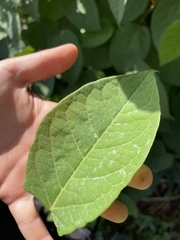 Reynoutria sachalinensis