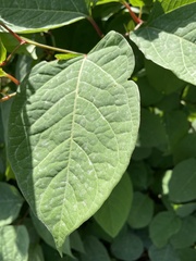 Reynoutria sachalinensis