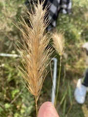 Elymus canadensis