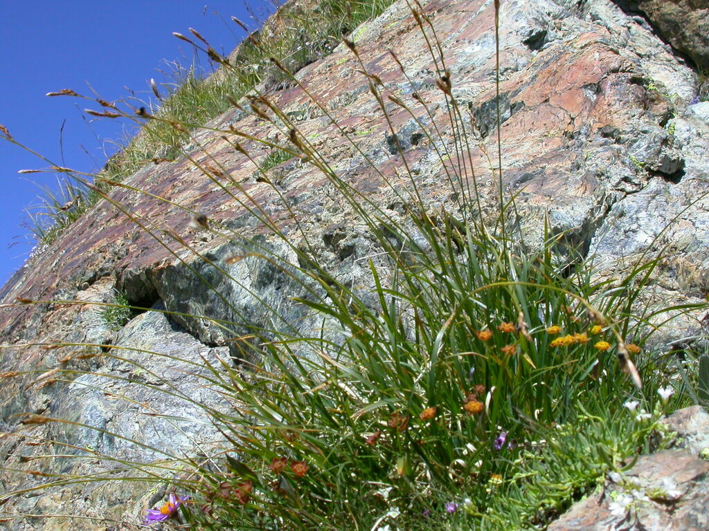 Carex fimbriata