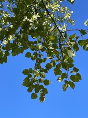 Populus