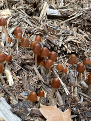 Agaricineae