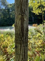 Populus