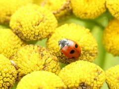 Coccinella quinquepunctata