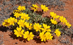Gazania lichtensteinii