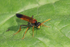 Tenthredo campestris