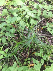 Carex muskingumensis