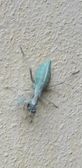 Ameles spallanzania