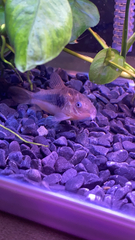 Corydoradinae