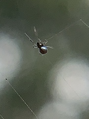 Argyrodes elevatus
