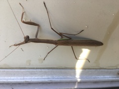 Tenodera angustipennis