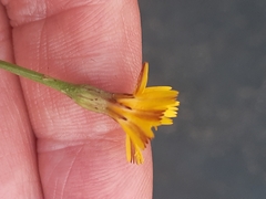 Scorzoneroides autumnalis