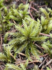 Climacium dendroides